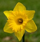 YELLOW YELLOW