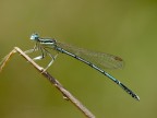 damigella damigella