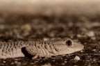 geko geko