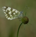 Butterfly Butterfly