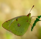butterfly butterfly