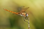 libellula libellula