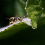 Canon 40D
100mm
f8 -1/5 stop
1/500 sec.
100 iso