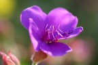 Fior viola... Fior viola...