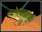 Raganella Notturna Raganella Notturna