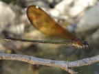 dragonfly dragonfly