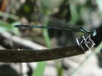libellula