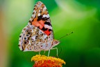 farfalla2