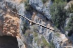 Grifoni nei canyon