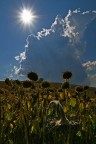 ormai stanchi di orientarsi al sole ormai stanchi di orientarsi al sole