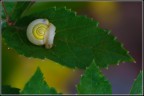 Chiocciola Chiocciola