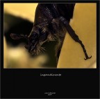 sembra un pipistrello