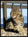 gattino a Napoli gattino a Napoli