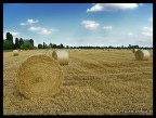 campo di grano Parma...