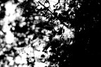 controluce controluce