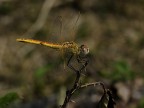 libellula giallo rossa libellula giallo rossa