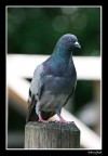 piccione piccione