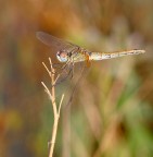 Libellula Libellula