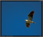 Nitticora # 4 - in volo Nitticora # 4 - in volo