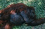 Asleep Asleep