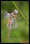 Sympetrum fonscolombii (femmina)