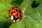 coccinella faccio finta di essere morta cos' non shootta!!! coccinella faccio finta di essere morta cos' non shootta!!!