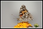 Farfalla Farfalla