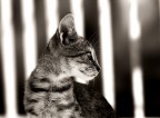 cats cats