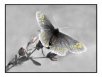 Cromie delicate Cromie delicate