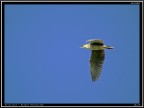 Nitticora # 7 - in volo Nitticora # 7 - in volo