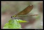 Calopteryx splendens (femmina)