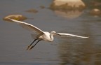 Egretta garzetta Egretta garzetta