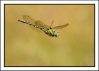 Volo Di Libellula Volo Di Libellula
