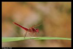 Libellula rossa...che pranza! Libellula rossa...che pranza!
