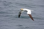 SULA IN VOLO