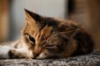 Sleepy Sleepy