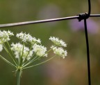 fiore fiore