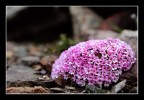 bouquet naturale bouquet naturale