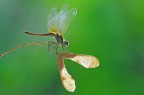 Libellula controluce Libellula controluce