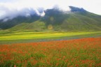 Fioritura sotto il Vettore Fioritura sotto il Vettore