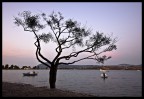 Tree and boats