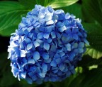 fiore fiore