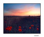 ...LANTERNE ROSSE... ...LANTERNE ROSSE...