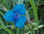 fiore blu fiore blu