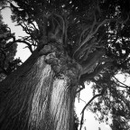 villa d'este.

hp5@200