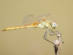 Libellula in posa Libellula in posa