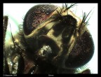 the fly the fly