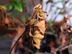 Natura Morente Natura Morente
