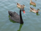 Cigno Nero Cigno Nero