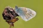 Coenonympha-pamphilus Coenonympha-pamphilus